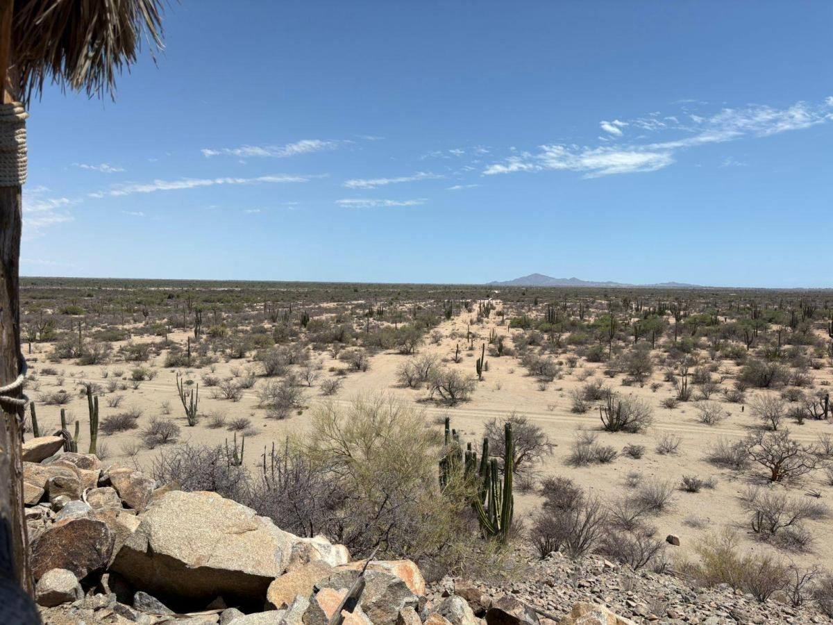 32-hectare desert parcel near Bahía de Kino with cardón cactus and distant mountains