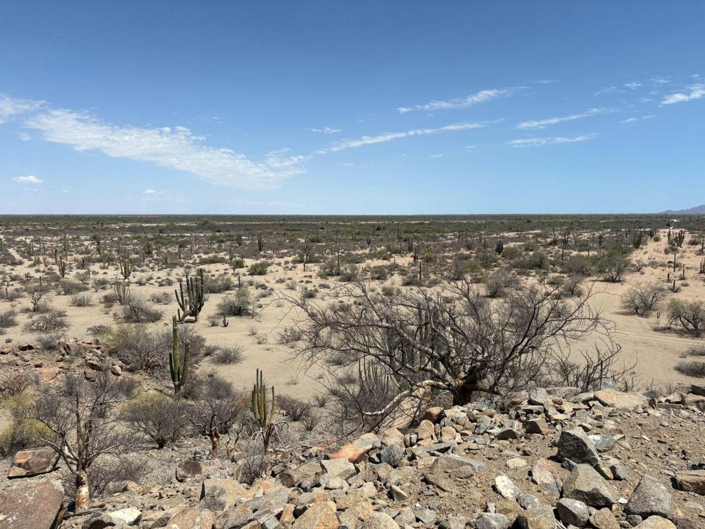 Rocky outcrop and native Sonoran desert vegetation on the property